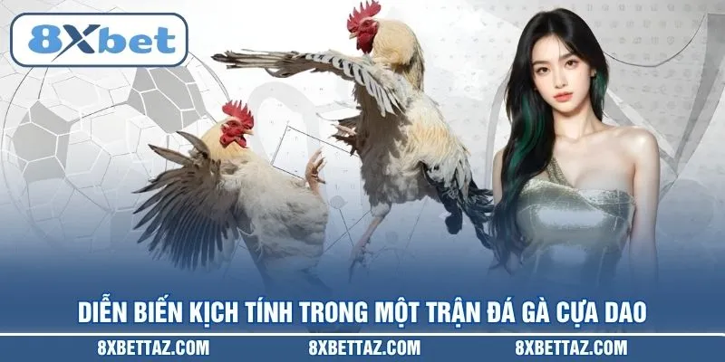 Diễn biến kịch tính trong một trận Đá gà cựa dao